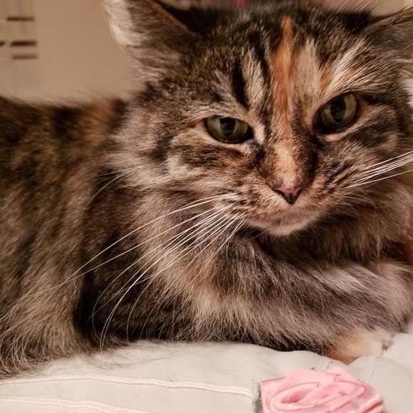 Meet your Posher, Rosann - Picture 2 of 5